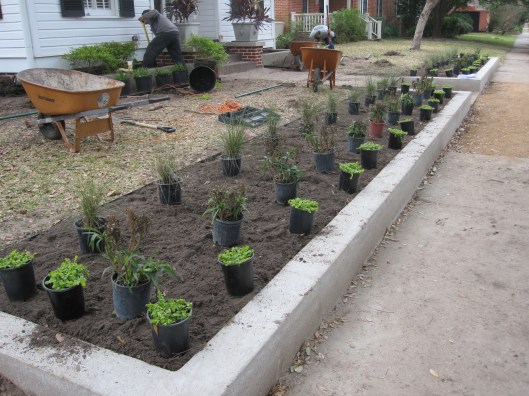 Setting out plants getting ready to plant. 