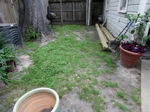 BEFORE, an aging oak and patchy grass.