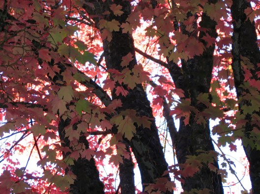 Autumn color in Northern California 2007