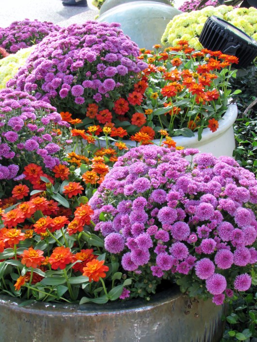 Putting annuals in pots makes changing them out easier and causes less damage to the roots of the palms they are under.