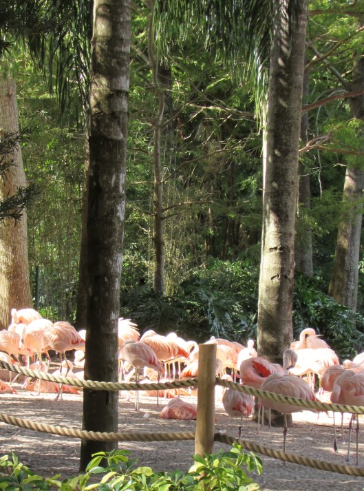 We also saw live animals, like these lovely peach flamingos!