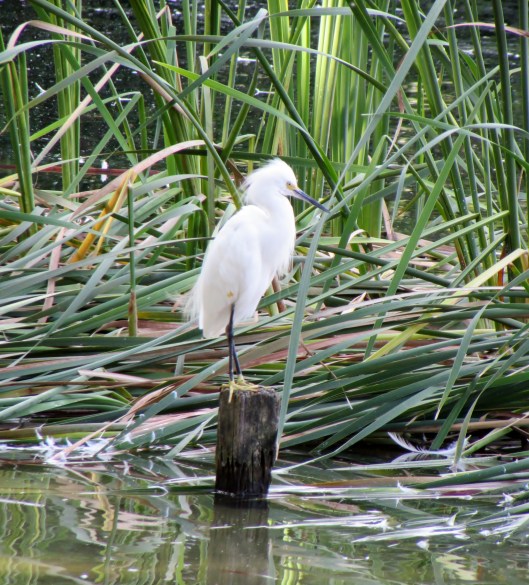 I am pretty sure this is a Snow Egret. They are suppose to be very common birds in south Florida, and can even be seen foraging in the surf.
