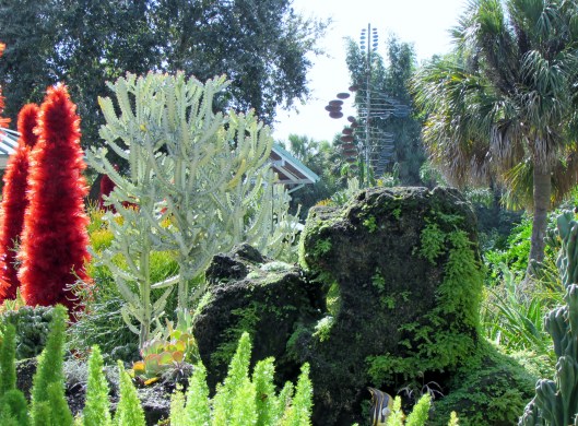 Here was a large Ghost cactus. I have a really small one in a pot.