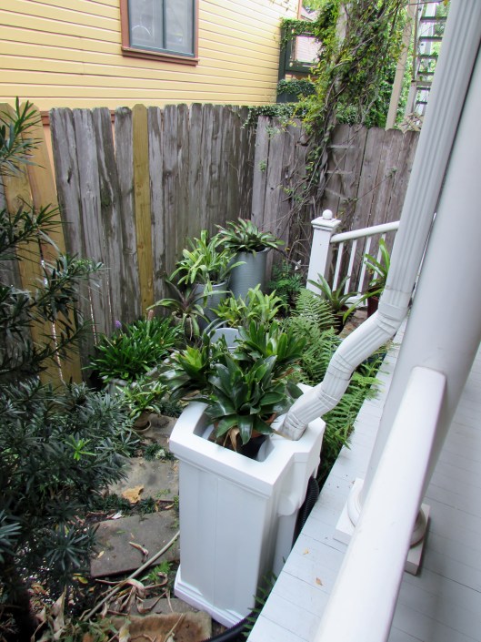 Right off the porch tucked into Bromeliad corner. 