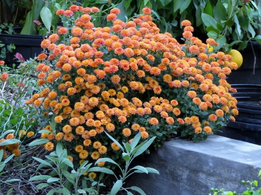 These mums have been living at the end of our veggie bed for several years. They are left over from a color change in a clients urns on their porch. I couldn't bare to throw them away. And each year they remind me why!