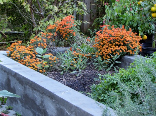Our raised cinder block veg and herb bed.