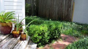 Before, boxwoods, redbrick and Asian jasmine. 