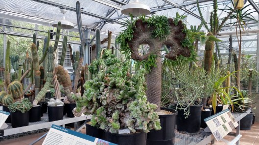 The tall plant to the right is labeled, Pachypodium lamerei