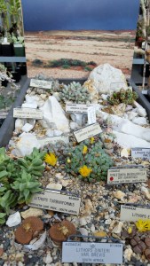 Love this small Lithops vignette. 