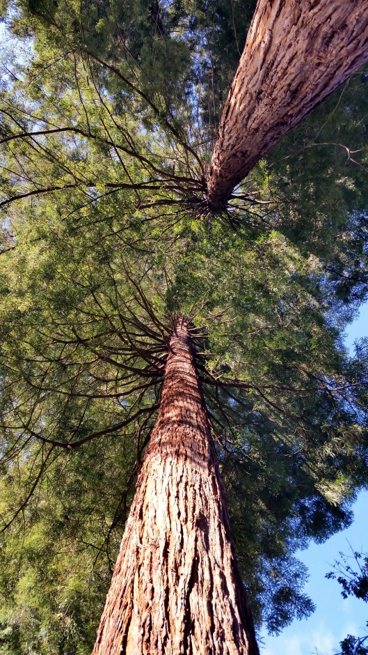 Sequoia sempervirens, Coastal Redwood native to California and Oregon. 