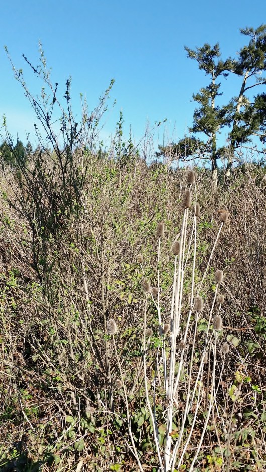 Thistle on Highway 1 California
