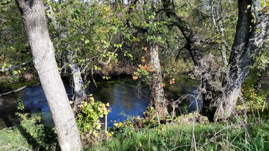 We could see fish swimming and hiding among the logs.