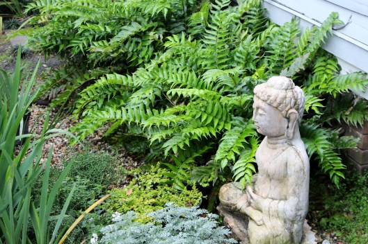 Holly fern at Ravenscourt Gardens.