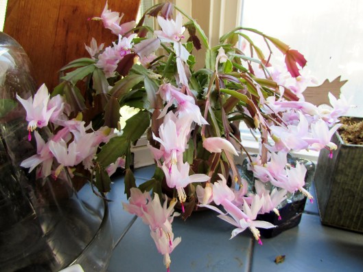 Christmas cactus 