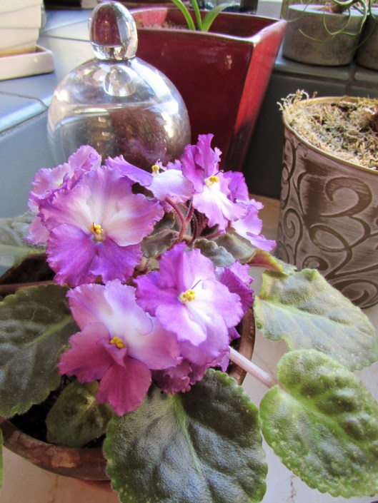 African violet