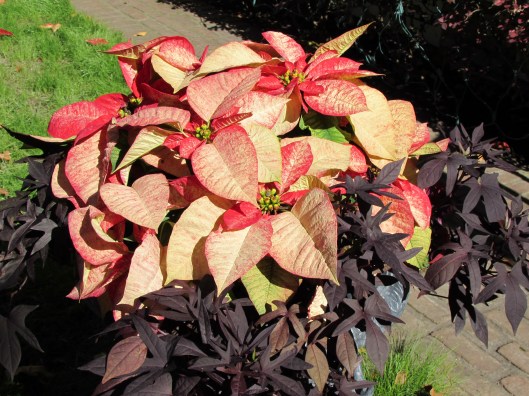 Poinsettia with potatoe vine