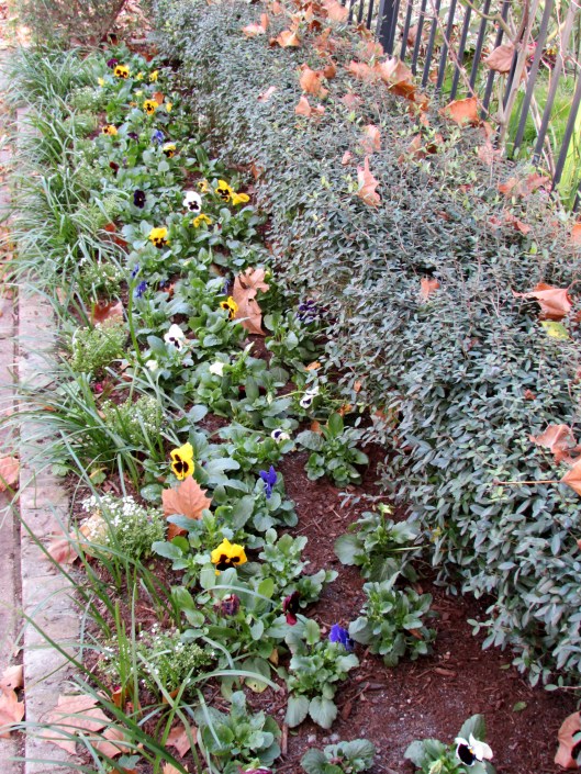 Pansies in annual bed
