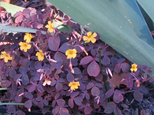 Oxalis vulcanicola 'Burgundy Bliss'