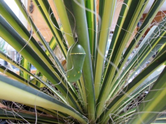 monarch chrysalis