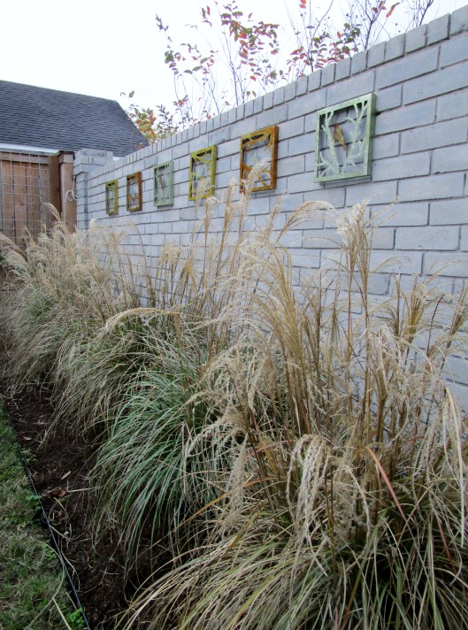 Miscanthus sinensis 'Adagio'