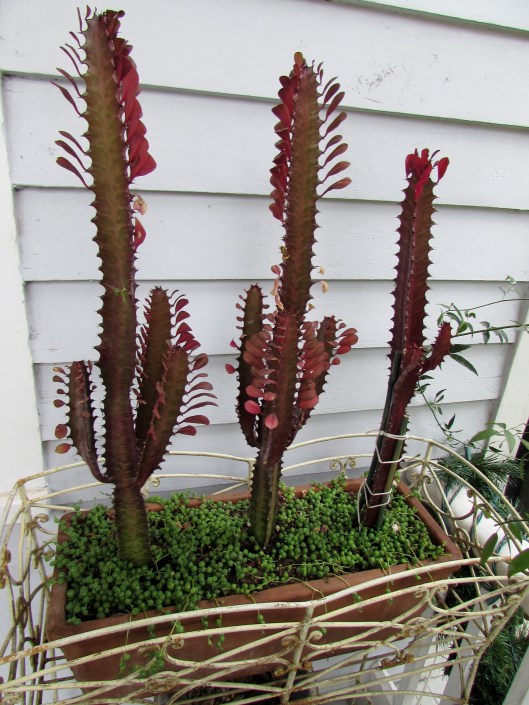 Euphorbia f. rubraand Senecio rowleyanus