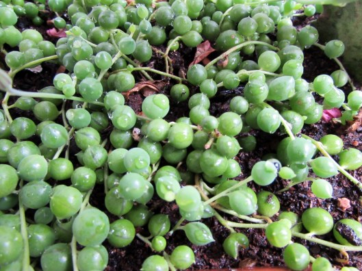 Looking forward to them spilling over the side of the their terracotta pot. 