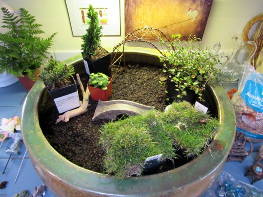 plants for fairy garden