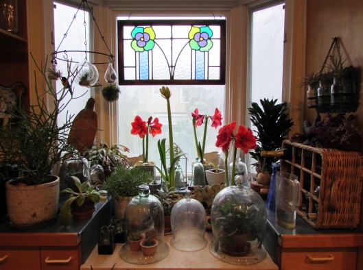  	  Grand Trumpet® Nature's Grace Red Amaryllis Single