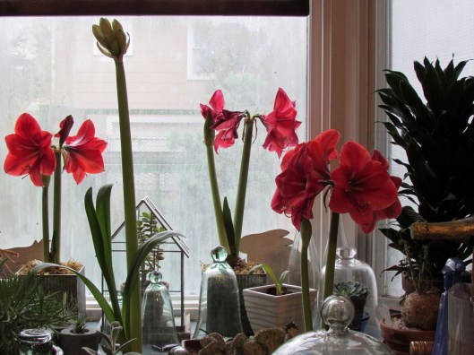  	  Grand Trumpet® Nature's Grace Red Amaryllis Single