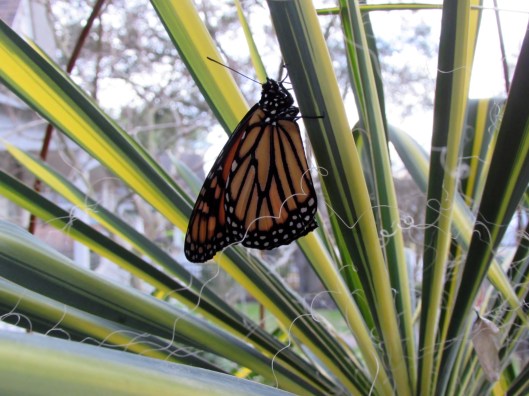 She is getting lighter as her wet wings begin to dry. 