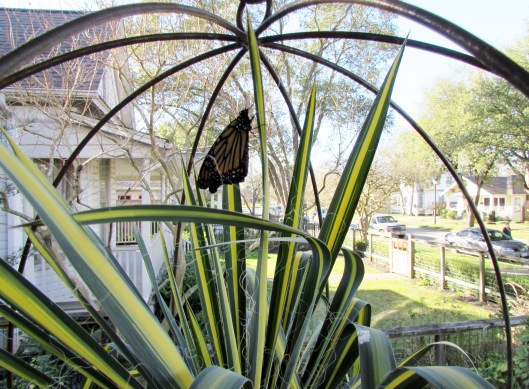 Monarch drying wings