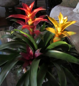 3 color bromeliad