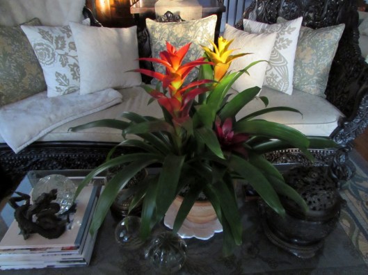 colorful bromeliad