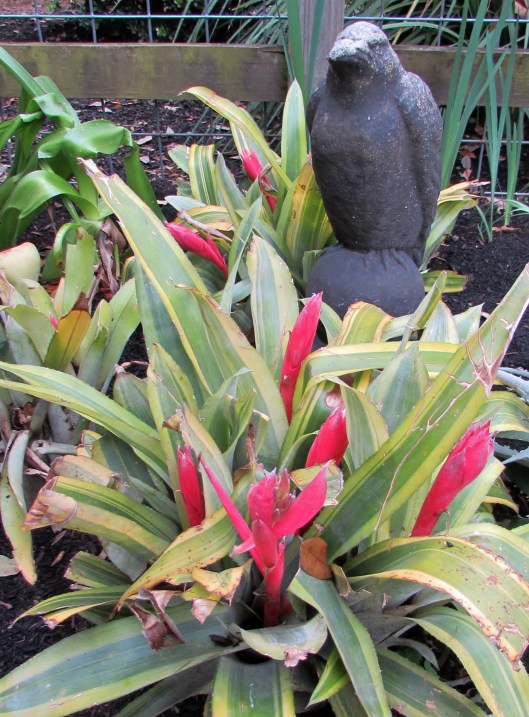 Billbergia Pyramidalis "striata", with variegated leaves and even more impressive flowers