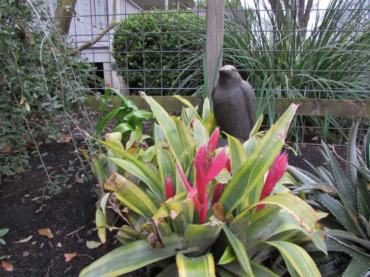 Raven and Bromeliad