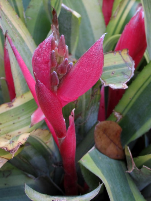 Billbergia 'Foster's Striate'