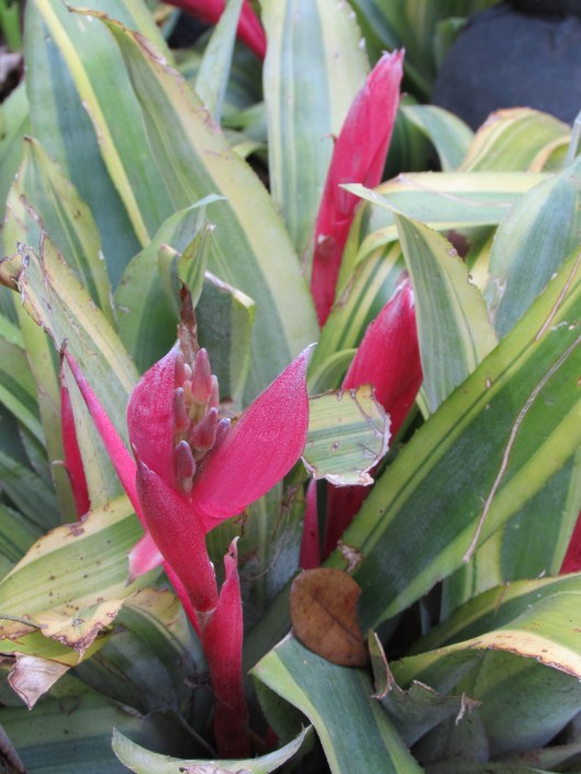 full sun bromeliad