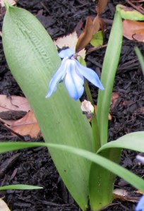 Scilla Siberica Spring Beauty