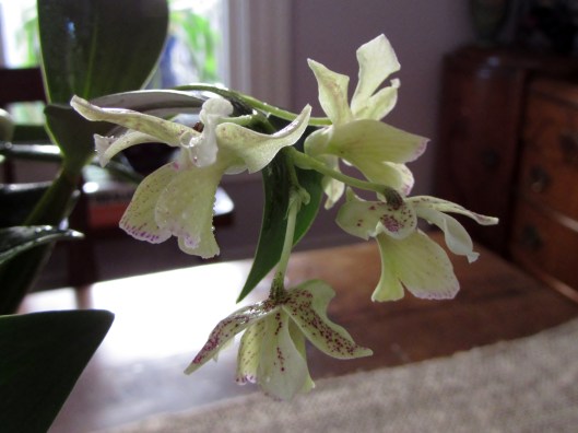 Dendrobium Micro Chip (aberrans x normanbyense). 