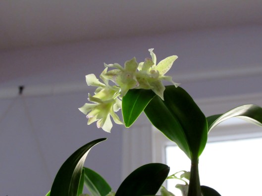Dendrobium Micro Chip (aberrans x normanbyense). 