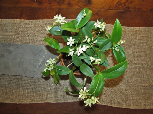 Dendrobium Micro Chip (aberrans x normanbyense). 