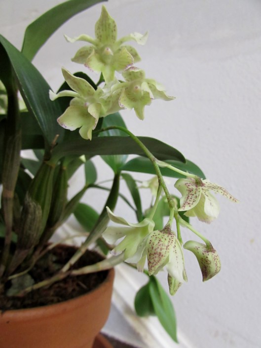 Dendrobium Micro Chip (aberrans x normanbyense). 