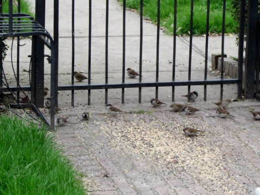I watch these birds through my office window. The scatter when I walk outside. Today I took this photo through my 110 year old wavy glass. 