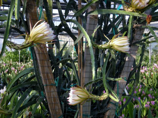 Used with permission from Treesearch Farms 