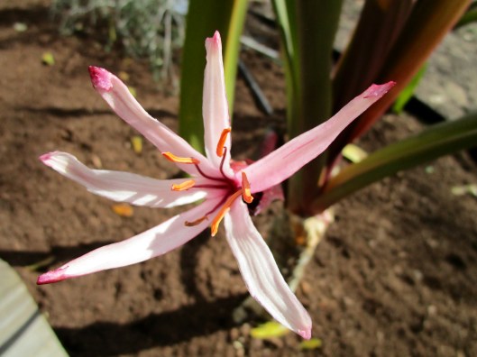 Crinum procerum 'Splendens'