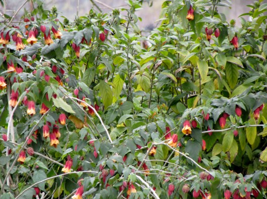Abutilon 'Marilyn's Choice'