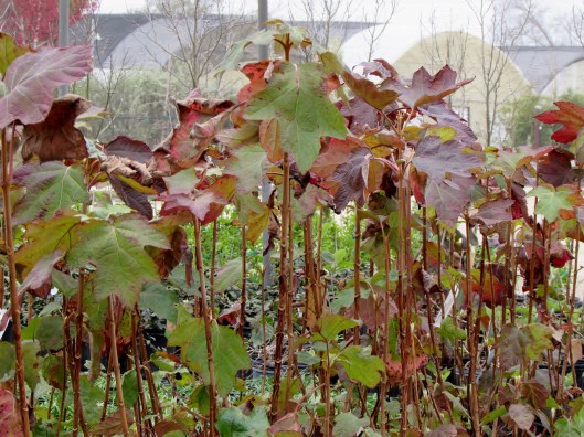 I love the color on these Oakleaf hydrangea leaves. I cut mine back so missed the fall color this year. 