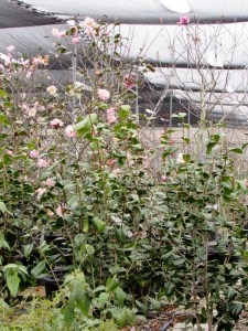 High Fragrance Camellia 