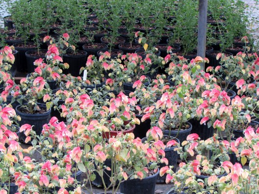 Tutti Frutti Shrimp plants 