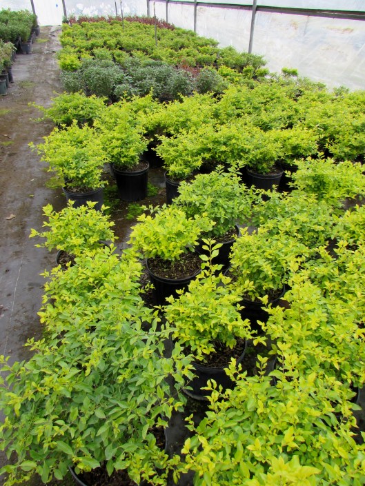 These look like 3 gallon Cuban Gold durantas. 